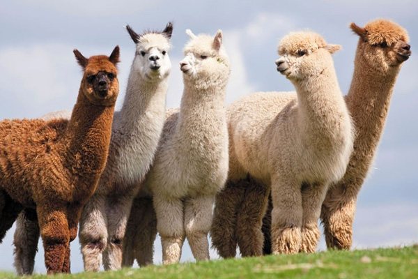 Альпаки