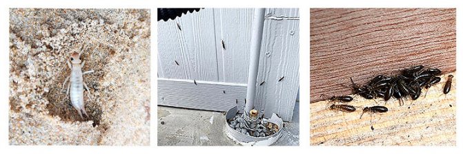 двухвостка фото