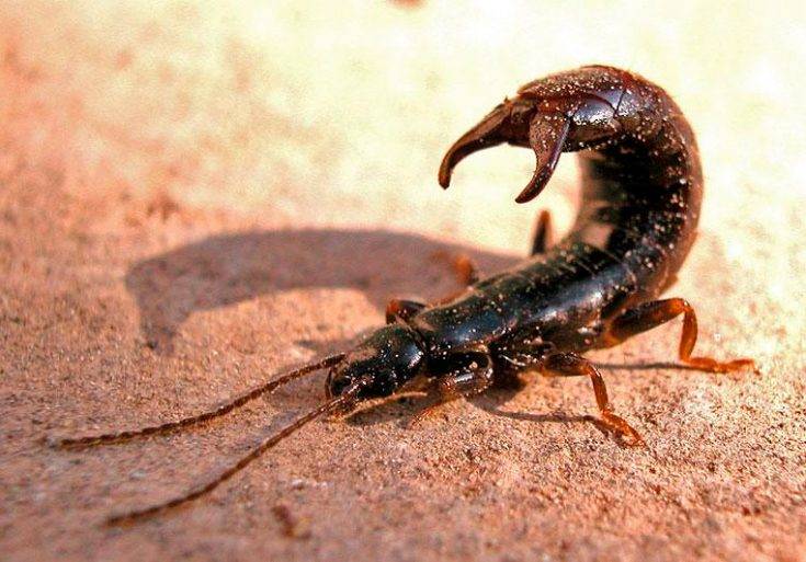 Двухвостка