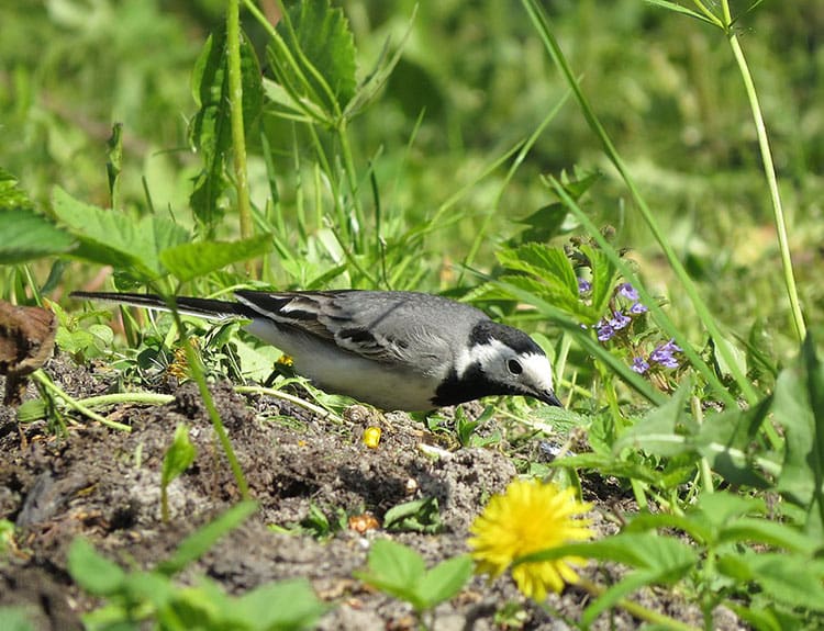Естественные враги двухвосток в природе