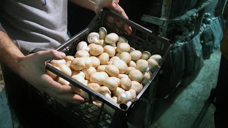 Как сохранить шампиньоны свежими в сыром виде, чтобы они не потемнели